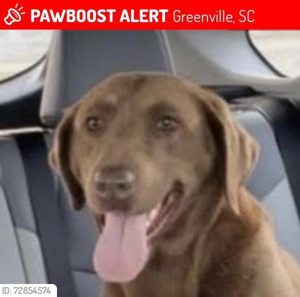 Lost Female Dog last seen QT and Spinx on White Horse Rd., Greenville, SC 29611