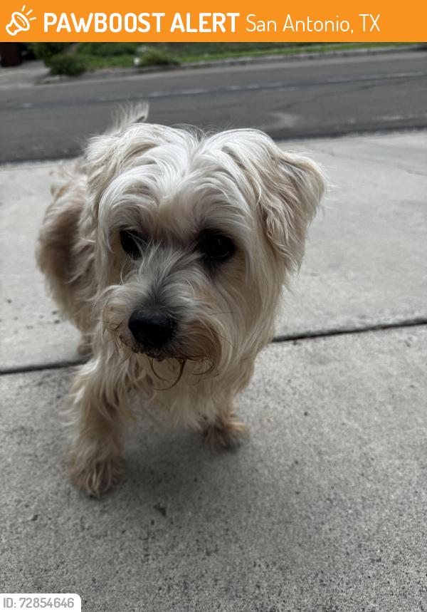 Found/Stray Male Dog last seen Kid Care learning center , San Antonio, TX 78238