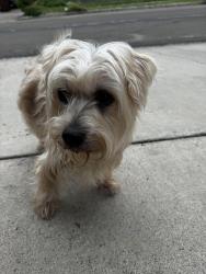 Found/Stray Male Dog last seen Kid Care learning center , San Antonio, TX 78238
