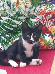 Lost Female Cat last seen Near Drumagarner Road , Kilrea, Northern Ireland BT51