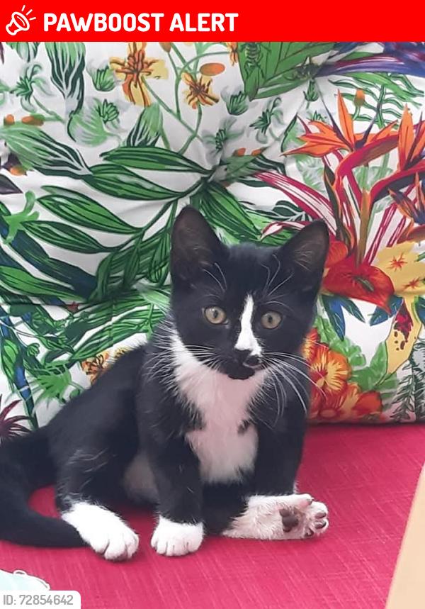 Lost Female Cat last seen Near Drumagarner Road , Kilrea, Northern Ireland BT51