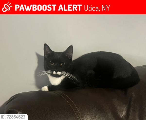 Lost Male Cat last seen Howard and pleasant st., Utica, NY 13501