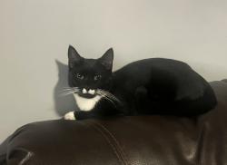 Lost Male Cat last seen Howard and pleasant st., Utica, NY 13501