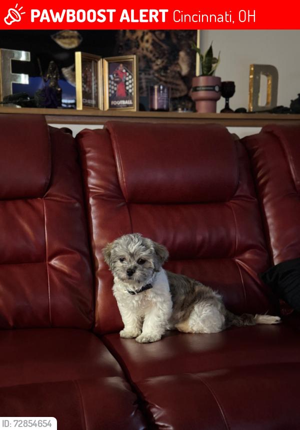 Lost Female Dog last seen Hassman Ct Cincinnati, OH 45223, Cincinnati, OH 45223