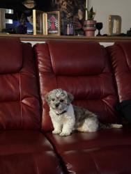 Lost Female Dog last seen Hassman Ct Cincinnati, OH 45223, Cincinnati, OH 45223