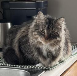 Lost Male Cat last seen 55th St/Spaulding St, Omaha, NE 68104