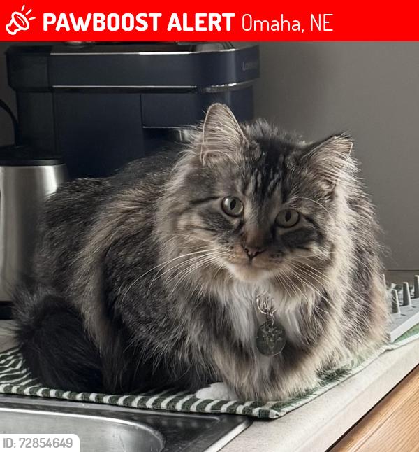 Lost Male Cat last seen 55th St/Spaulding St, Omaha, NE 68104