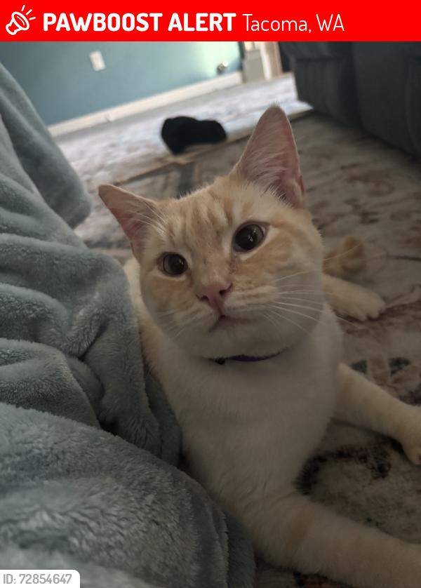 Lost Male Cat last seen S 76th St and L, Tacoma, WA 98408