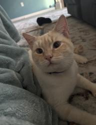 Lost Male Cat last seen S 76th St and L, Tacoma, WA 98408