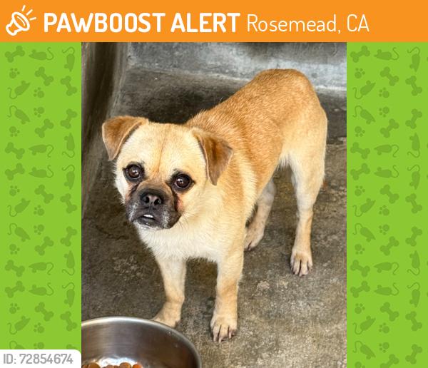 Found/Stray Unknown Dog last seen Steele Street, Rosemead, CA 91770