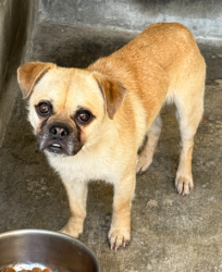 Found/Stray Unknown Dog last seen Steele Street, Rosemead, CA 91770
