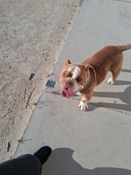 Found/Stray Male Dog last seen Rabbit Springs and Camp Rock, Lucerne Valley, CA 92356