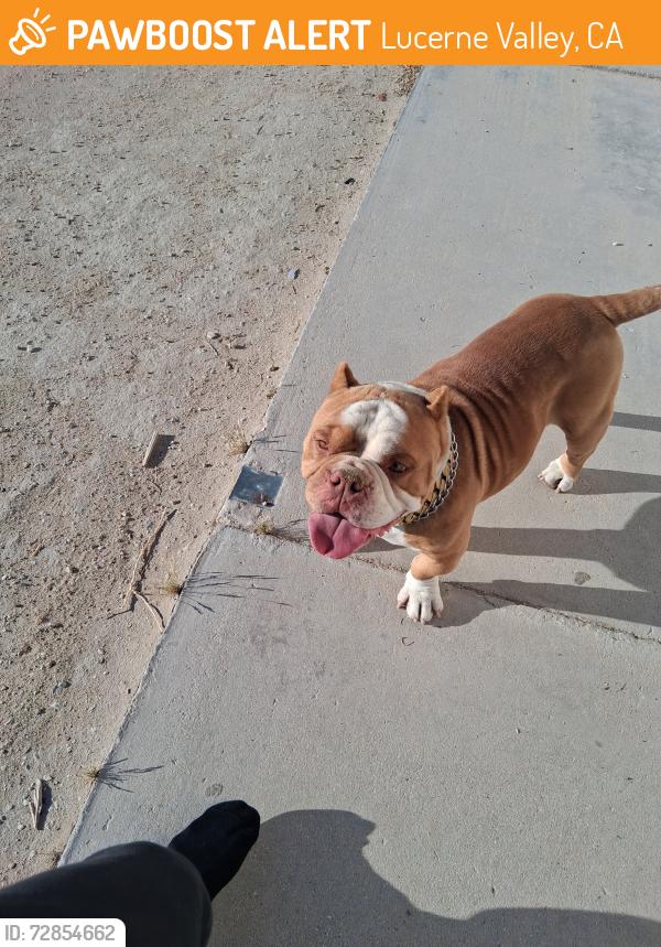 Found/Stray Male Dog last seen Rabbit Springs and Camp Rock, Lucerne Valley, CA 92356