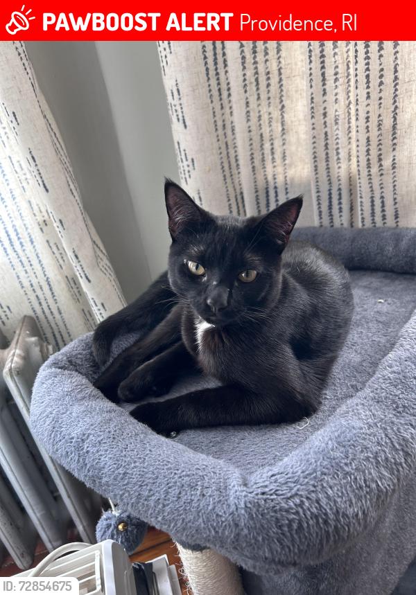 Lost Male Cat last seen Near Johnston and wale / Columbia park / Roger Williams park/ Narragansett blvd/  broad street, Providence, RI 02905