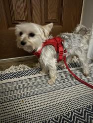 Lost Female Dog last seen Near Newton south high school, Newton, MA 02459