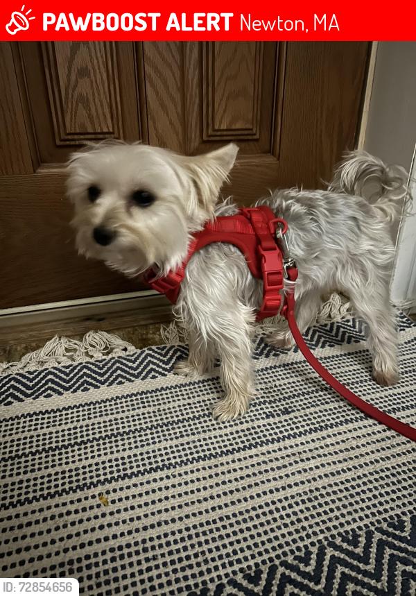 Lost Female Dog last seen Near Newton south high school, Newton, MA 02459