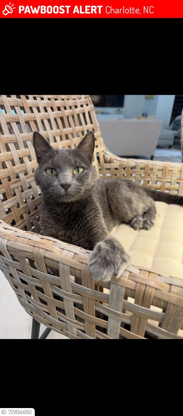 Lost Female Cat last seen Rea Farms/Stone Creek ranch, Charlotte, NC 28277