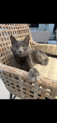 Lost Female Cat last seen Rea Farms/Stone Creek ranch , Charlotte, NC 28277