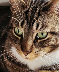 Lost Female Cat last seen Dewey ave and. Barnard Street, Greece, NY 14616