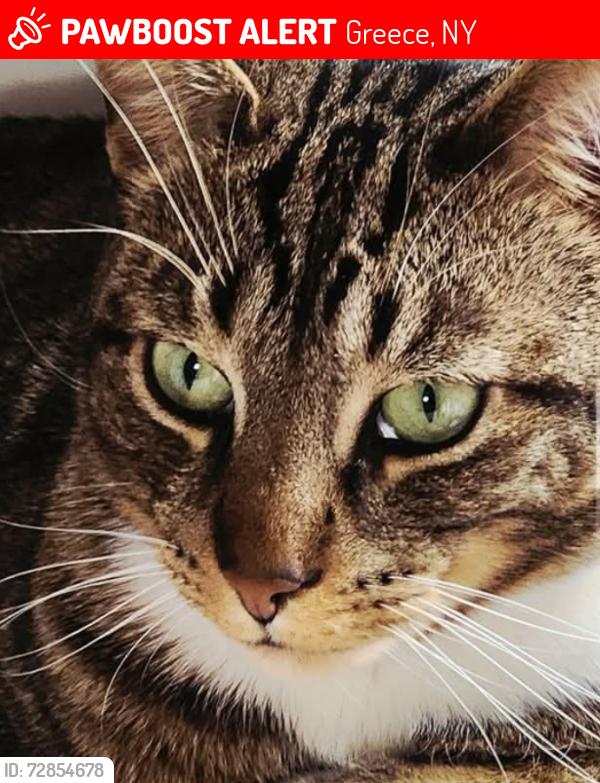Lost Female Cat last seen Dewey ave and. Barnard Street, Greece, NY 14616