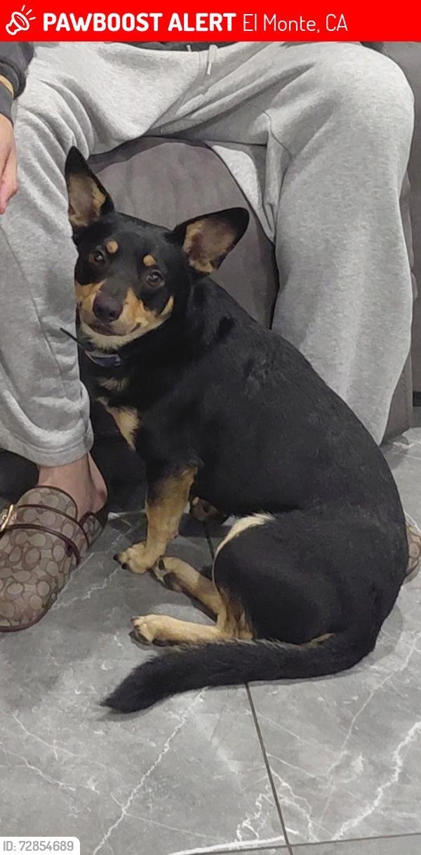 Lost Male Dog last seen Elliot Ave , El Monte, CA 91732