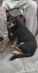 Lost Male Dog last seen Elliot Ave , El Monte, CA 91732