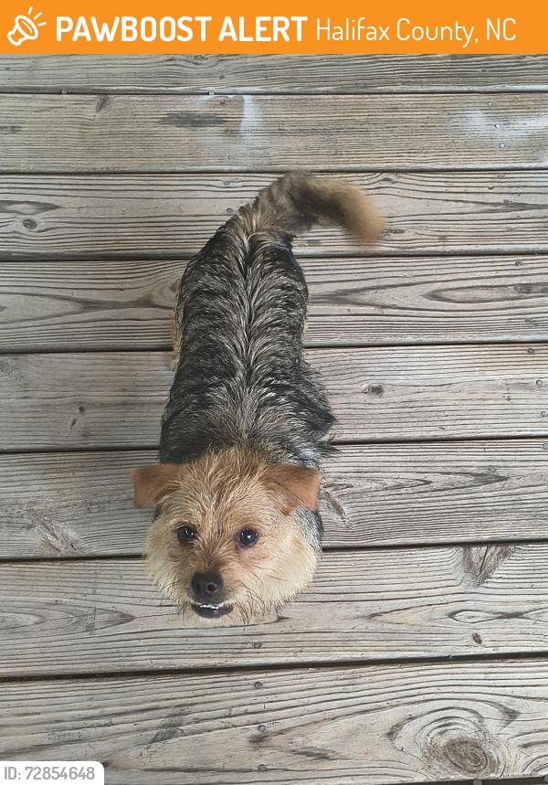 Found/Stray Male Dog last seen Volunteer Fire Department, Halifax County, NC 27870