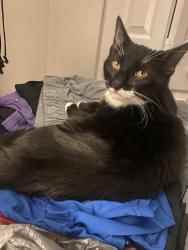 Lost Female Cat last seen Import drive and savage blvd, Port St. Lucie, FL 34953