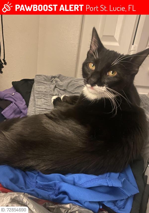 Lost Female Cat last seen Import drive and savage blvd, Port St. Lucie, FL 34953