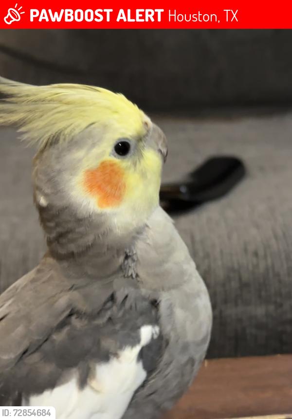 Lost Male Bird last seen Bonaparte and terrebone , Houston, TX 77429
