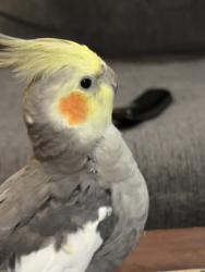 Lost Male Bird last seen Bonaparte and terrebone , Houston, TX 77429