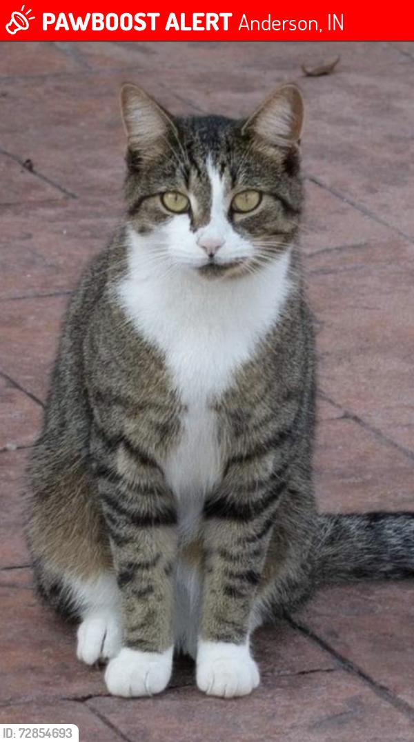 Lost Male Cat last seen Hampton Hotel Anderson IN, Anderson, IN 46013