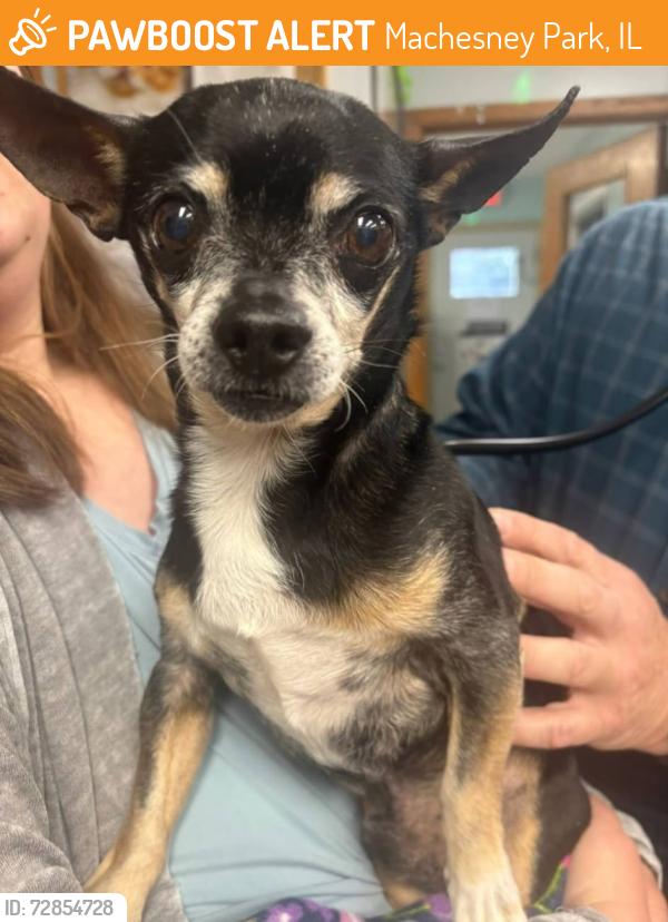 Rehomed Male Dog last seen Bluebonnet Dr , Machesney Park, IL 61115