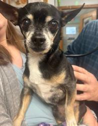 Found/Stray Male Dog last seen Bluebonnet Dr , Machesney Park, IL 61115