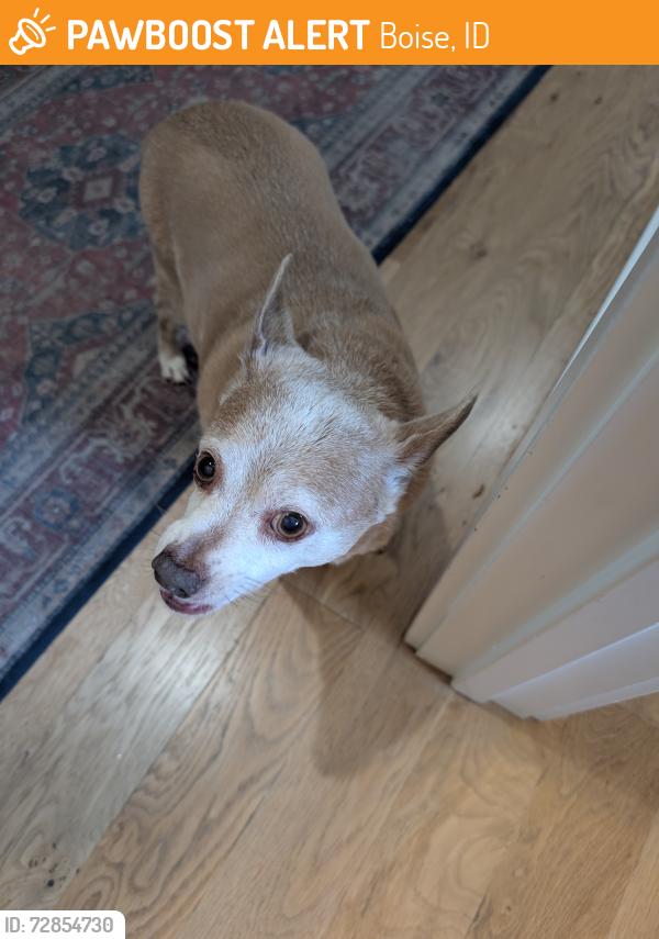 Found/Stray Male Dog last seen Hill Rd and Compass Rd , Boise, ID 83703