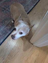 Found/Stray Male Dog last seen Hill Rd and Compass Rd , Boise, ID 83703