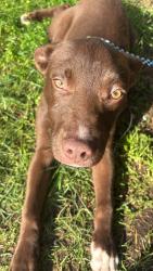 Lost Male Dog last seen Near 112th street SW  Lakewood Wa 98499, Lakewood, WA 98499