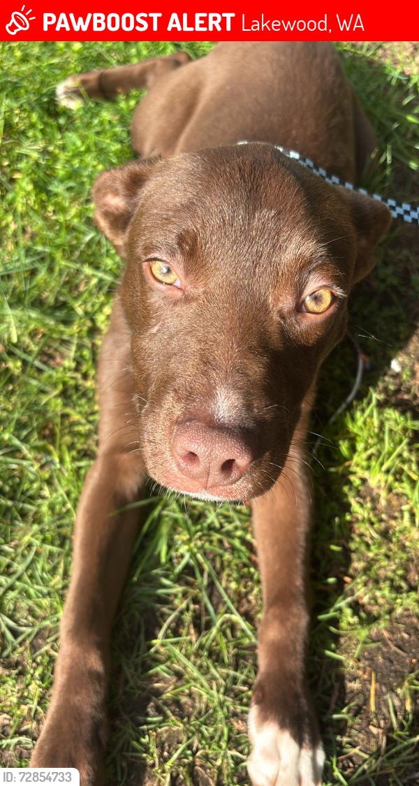 Lost Male Dog last seen Near 112th street SW  Lakewood Wa 98499, Lakewood, WA 98499