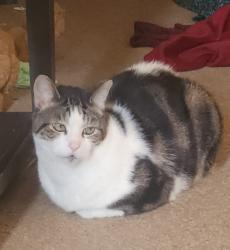 Lost Male Cat last seen Main and Woods Edge, Berrien Woods apmts , Niles, MI 49120