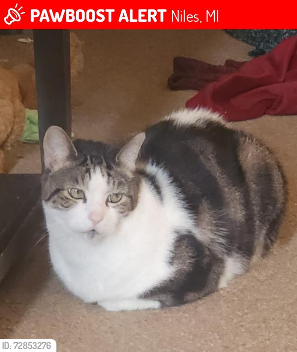 Lost Male Cat last seen Main and Woods Edge, Berrien Woods apmts , Niles, MI 49120