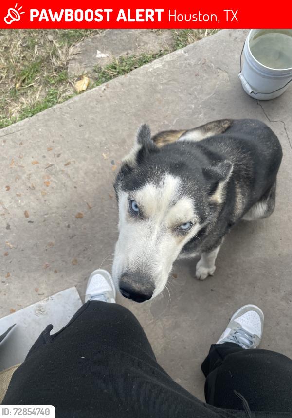 Lost Female Dog last seen Aldine bender, Houston, TX 77039