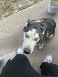 Lost Female Dog last seen Aldine bender, Houston, TX 77039