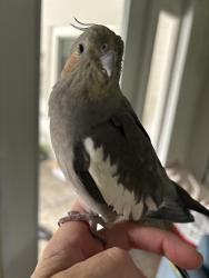 Lost Unknown Bird last seen Christy and Virginia in Audubon Park, Orlando, FL 32803