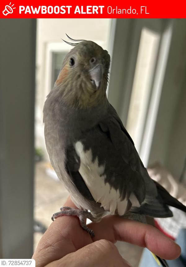 Lost Unknown Bird last seen Christy and Virginia in Audubon Park, Orlando, FL 32803