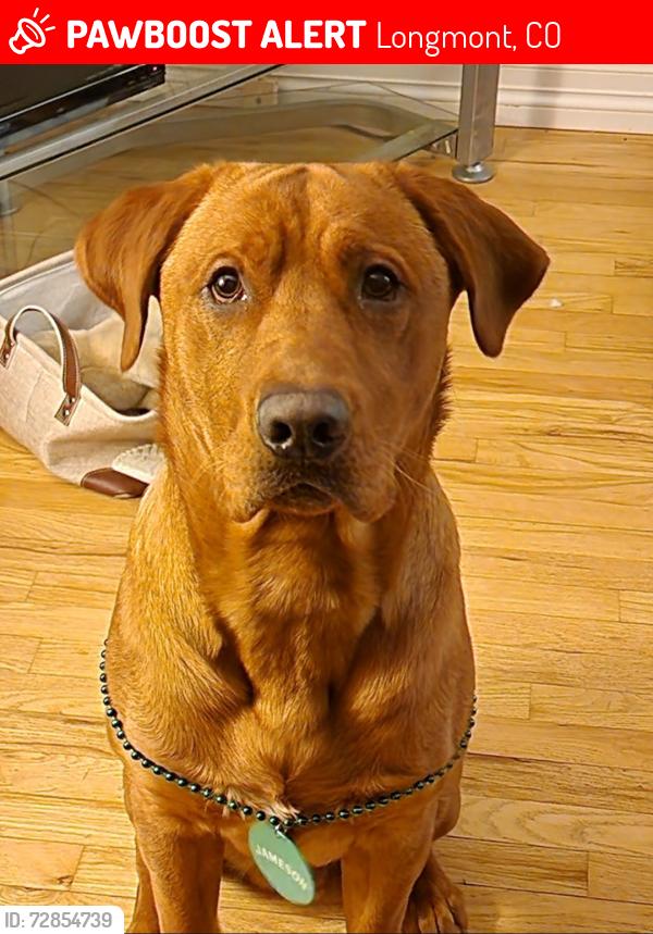 Lost Male Dog last seen Collyer & 17th Ave, Longmont, CO 80501
