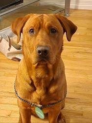 Lost Male Dog last seen Collyer & 17th Ave, Longmont, CO 80501