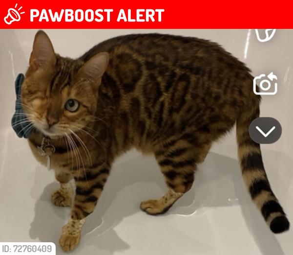 Lost Female Cat last seen St modwen sales office, Glan Llyn, Wales NP19 4EB