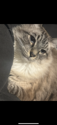 Lost Male Cat last seen franklin and n gower, Los Angeles, CA 90028