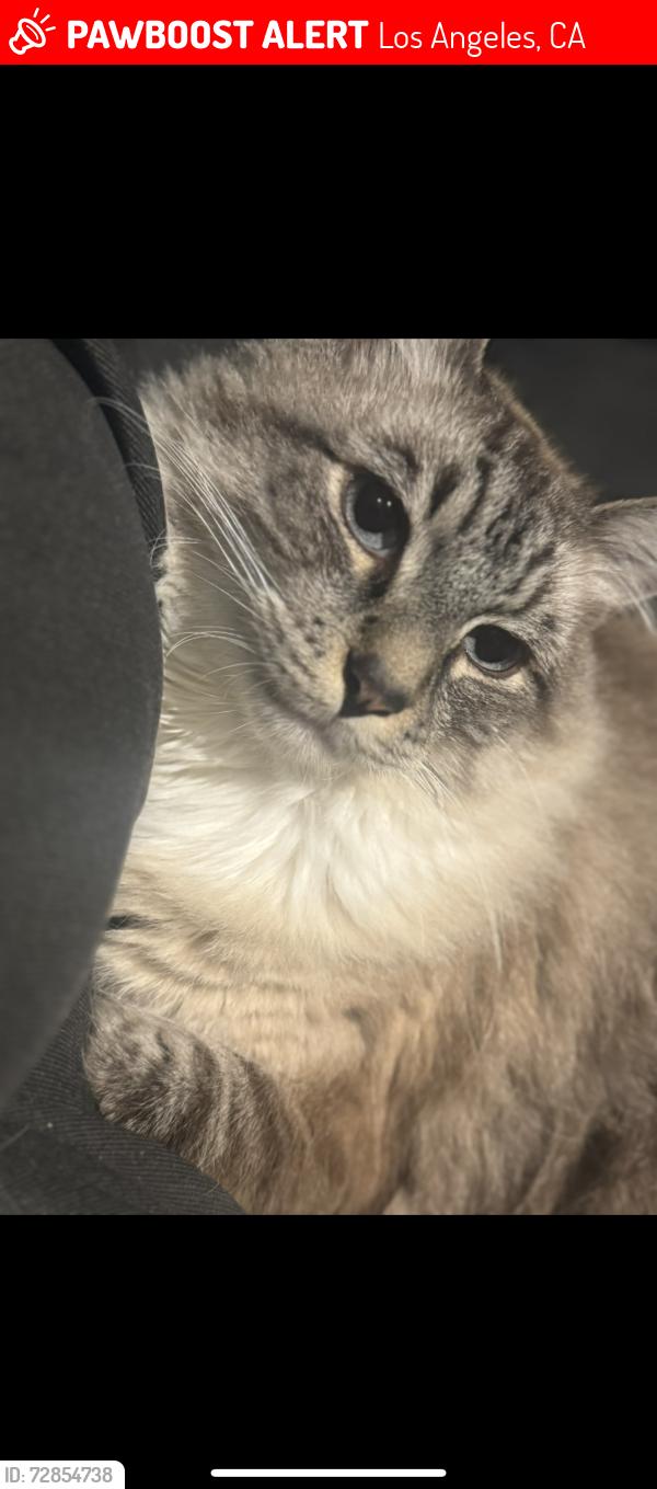 Lost Male Cat last seen franklin and n gower, Los Angeles, CA 90028