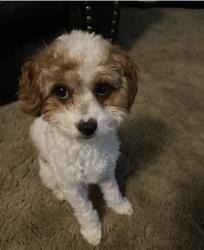 Reunited Female Dog last seen Palm and Bullard near Bullard High School, Fresno, CA 93704
